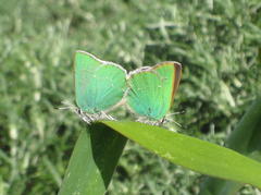 Callophrys viridis