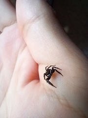 Hasarius adansoni