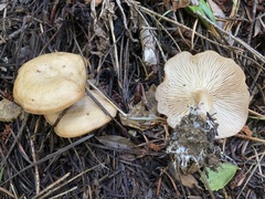 Clitocybe albirhiza