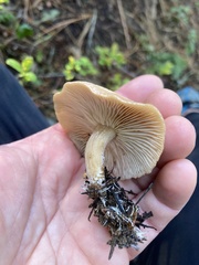 Clitocybe albirhiza