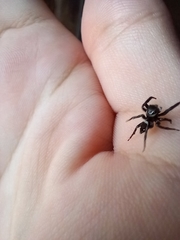 Hasarius adansoni
