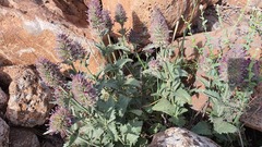 Nepeta trachonitica
