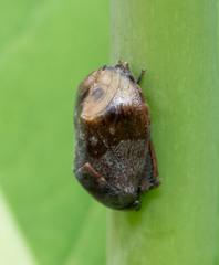 Penthimia americana