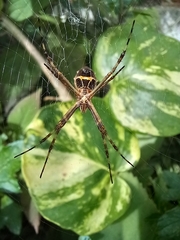 Argiope argentata