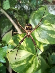 Argiope argentata