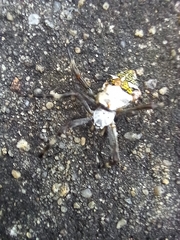 Argiope argentata