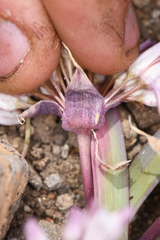 Allium obtusum conspicuum