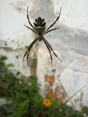 Argiope argentata