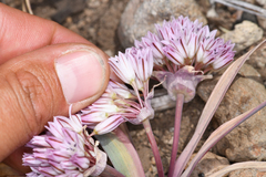 Allium obtusum conspicuum