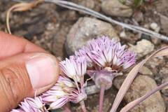 Allium obtusum conspicuum