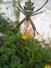 Argiope argentata