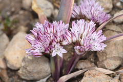 Allium obtusum conspicuum