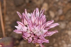 Allium obtusum conspicuum