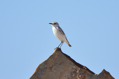 Emarginata tractrac
