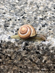 Cepaea nemoralis