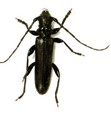 Ambeodontus tristis