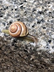 Cepaea nemoralis