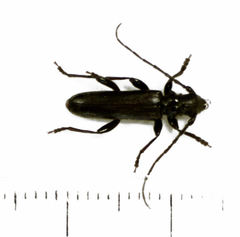 Ambeodontus tristis