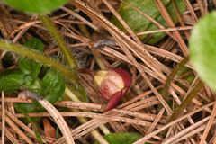 Asarum lemmonii