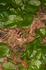 Asarum lemmonii