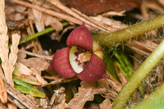 Asarum lemmonii