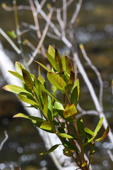 Myrica hartwegii