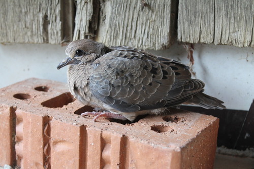 Mourning Dove photographed in Indiana