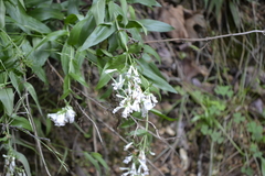 Penstemon arkansanus
