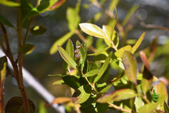 Myrica hartwegii