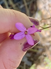Arabis aculeolata