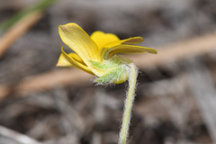 Viola tomentosa