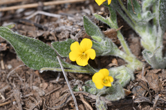 Viola tomentosa