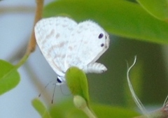 Leptotes cassius cassidula