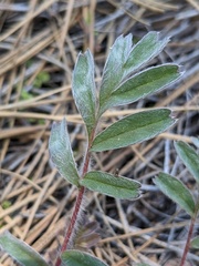 Horkelia tridentata