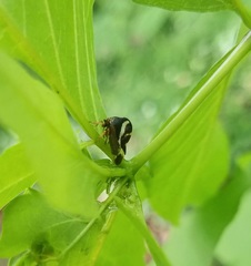 Smilia camelus