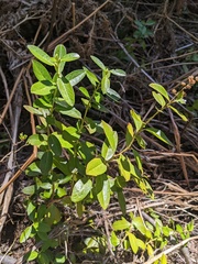 Myrica hartwegii