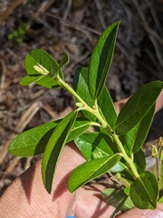 Myrica hartwegii
