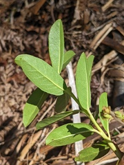 Myrica hartwegii