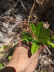 Myrica hartwegii