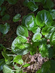 Asarum lemmonii