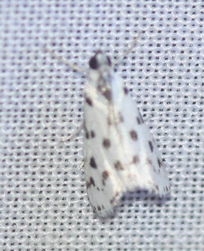 Eustixia pupula