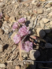 Allium obtusum conspicuum