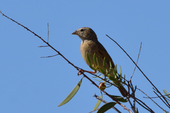 Emberiza impetuani