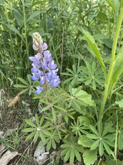 Lupinus perennis