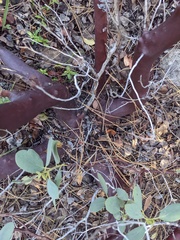 Arctostaphylos mewukka