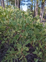 Arctostaphylos mewukka
