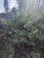 Arctostaphylos mewukka