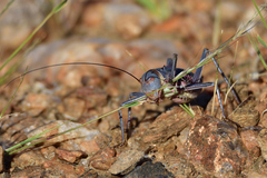 Acanthoplus discoidalis