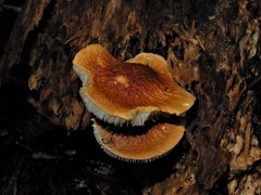 Cystoderma clastotrichum