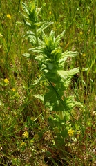 Bellardia viscosa